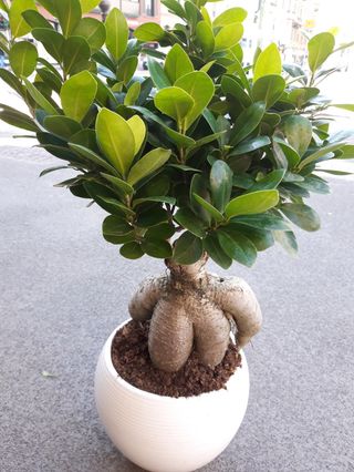 Bonsai pianta media 