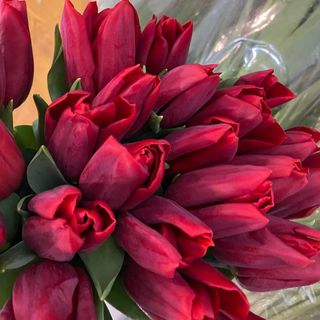 Тюльпан червоний