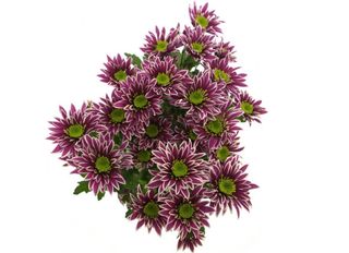 3 Хризантеми, Саба