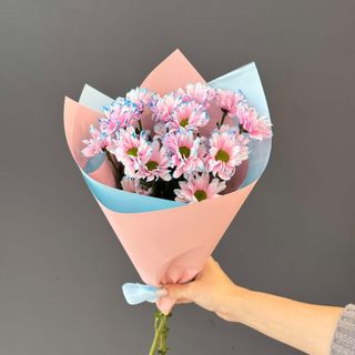 ჰოლანდიური ქრიზანთემა S