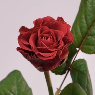 Червона троянда Ель Торо