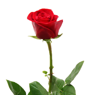Rosa Roja (ROSAFAN)