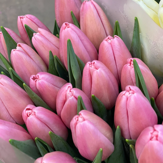 Тюльпан рожевий 