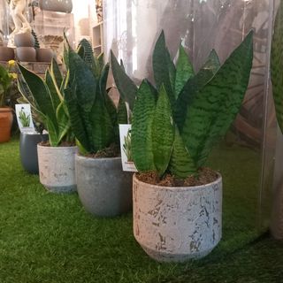 Sanseveria