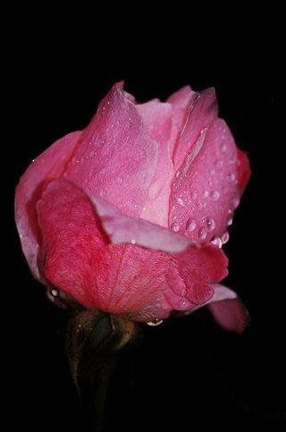 Rosa rosa singola 