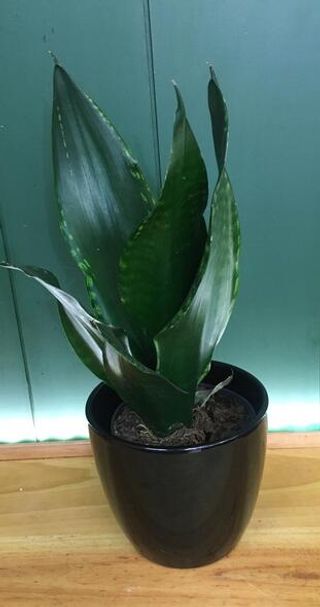 Sansivieria Mediana