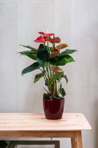 Anthurium Rojo En Cerámica