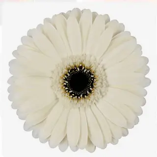 Gerbera branca 