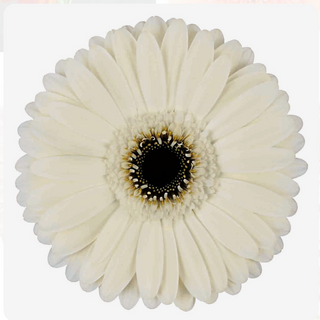 Gerbera branca 