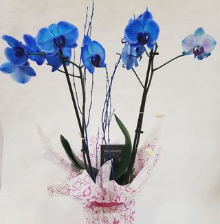 Orquidea Azul Sin Macetero