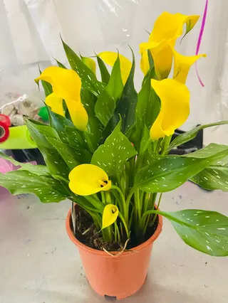 Pianta calla