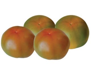 Pomodori da insalata 