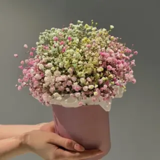გიფსოფილების კომპოზიცია