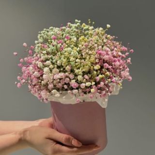 გიფსოფილების კომპოზიცია