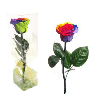 Rosa Eterna Arco Iris Tallo Largo