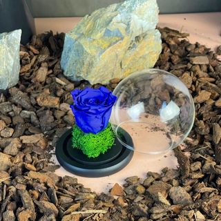 Cloche dôme Bleu moon 