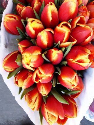 20 pezzi tulipani b colore extra bouquet 