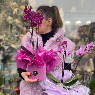 Aranjament Orhidee Multiflora