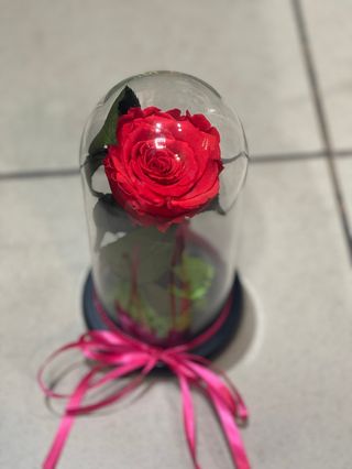 Crio Red Rose