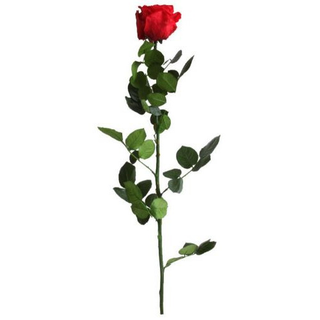 Rosa Eterna De Color Rojo