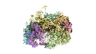 ფერადი გიფსოფილია