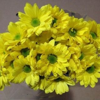 Paquete de margarita color amarillo