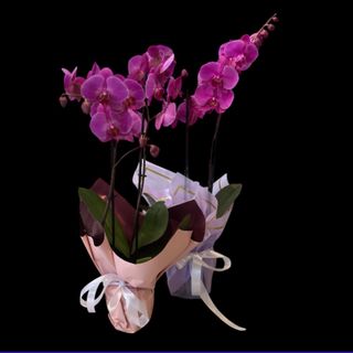 Orhidee Mov