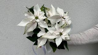 Gwiazda Biała - Poinsetcjs