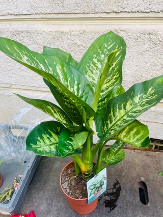 DIEFFENBACHIA