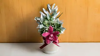 Box orhideja