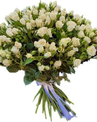 ჯუჯა ვარდი 50 ცალი