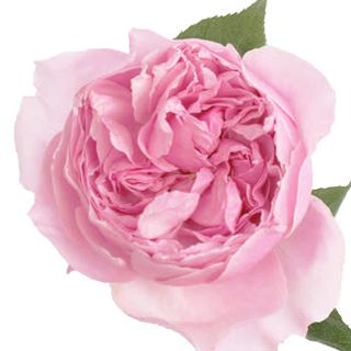 Trandafir de gradina