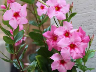 Dipladenia 