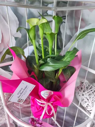 Calla
