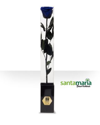 Rosa Preservada Azul
