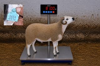 06349316 - 81 Kg