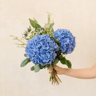 Ramo de hortensias azules