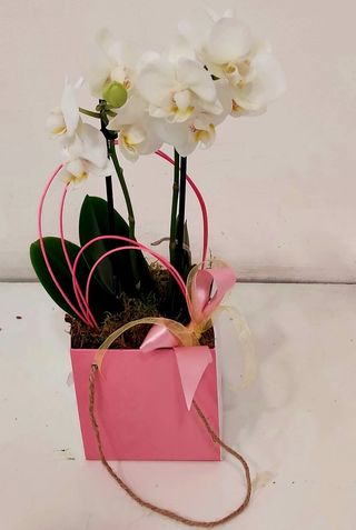 Mini orchidea