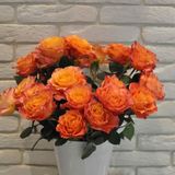 Trandafir Free Spirit