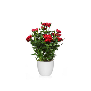 Rosal Mini Kordana