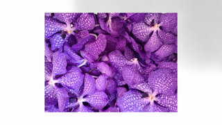 Vanda orhideja grana