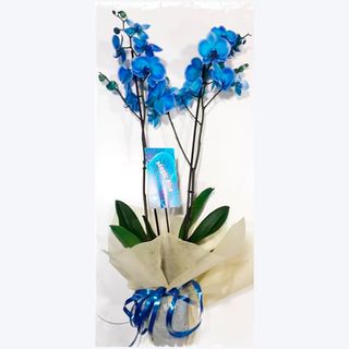 Orquídea Azul
