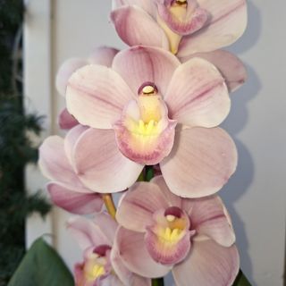 Орхидея цимбидиум