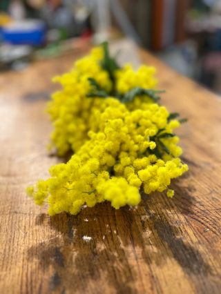 Ramo big di mimosa lungo 60 cm