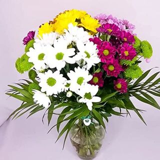  Margaritas Colores Surtidos