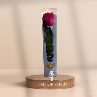 Rosa Eterna (27cm)