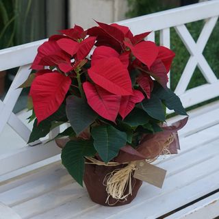Poinsettia (flor de pascua)