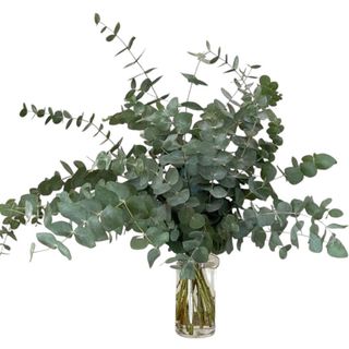 Eucaliptus (Paquete)