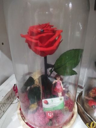 Cúpula rosa eterna roja grande