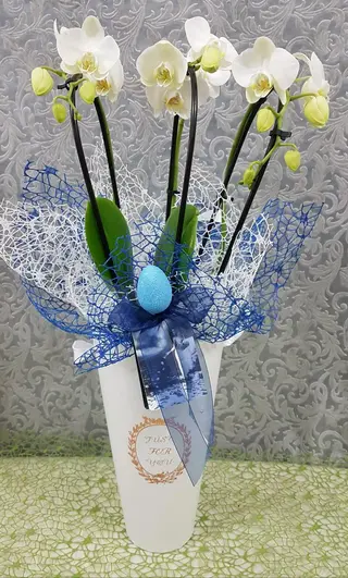 Orquídea Elegance "Blue Easter"